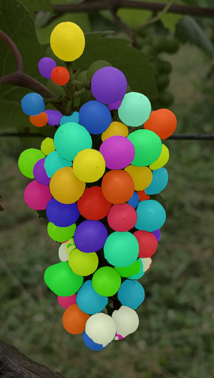 The same grape cluster with every individual berry segmented in a different bright color.
