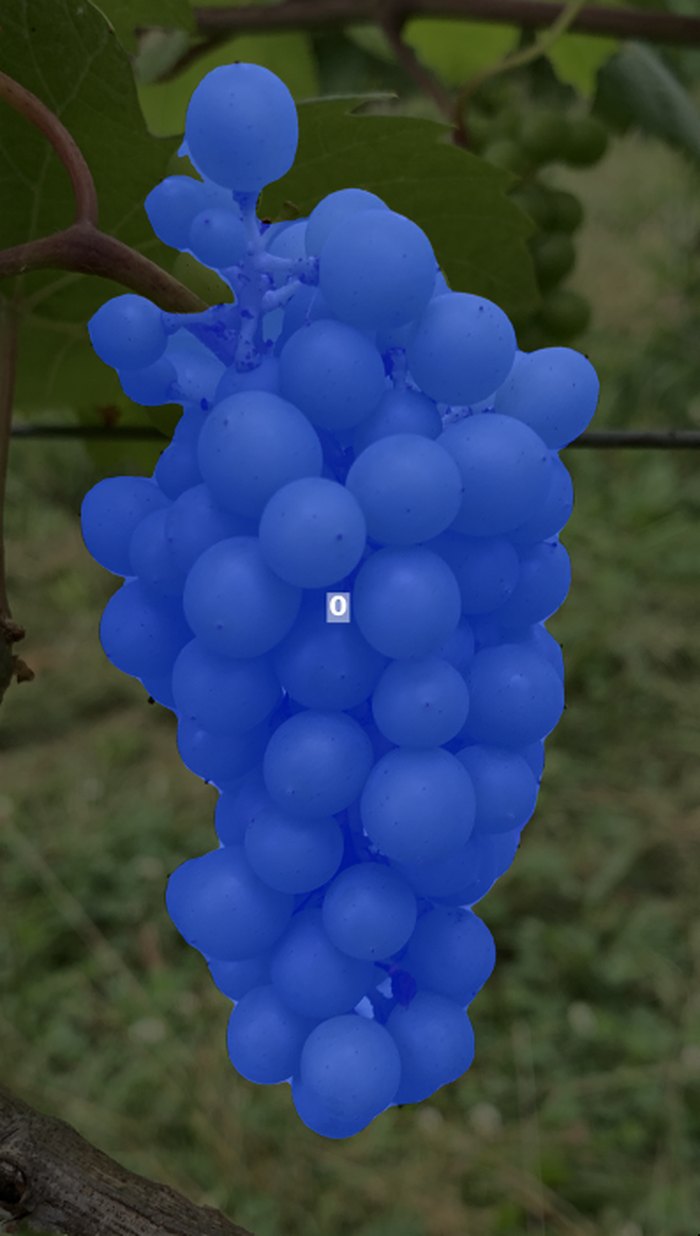 A grape cluster on the vine covered by a single blue instance segmentation mask labeled 0.