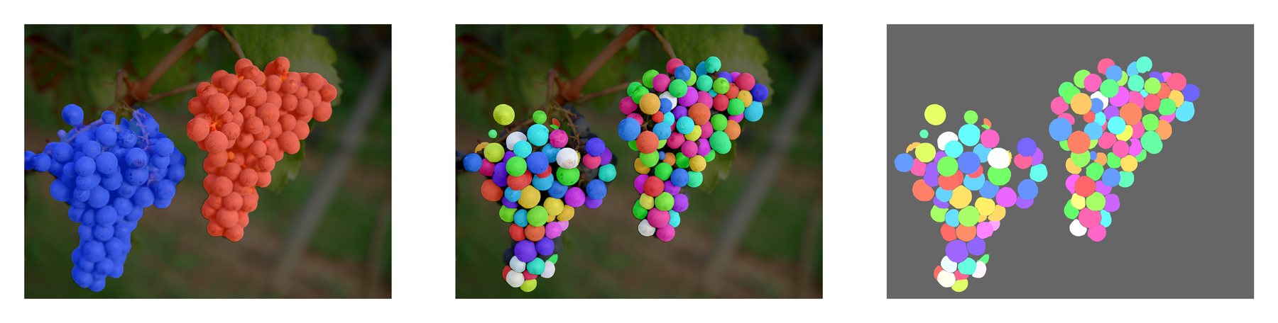 Three stages on the same vineyard photo: grape clusters segmented as whole instance masks; every berry segmented in a different color; and the extracted berry masks alone on a gray background.