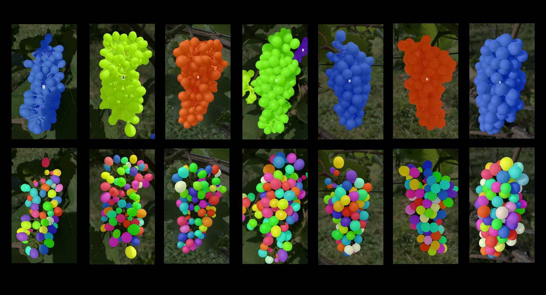 Fourteen vineyard photos across seven grape varieties: the top row shows whole grape clusters segmented as single colored instance masks; the bottom row shows every individual berry segmented in a different color.